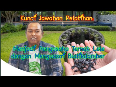 Kunci Jawaban Pelatihan: Menjadi Pengusaha Ternak Lele dengan Menguasai