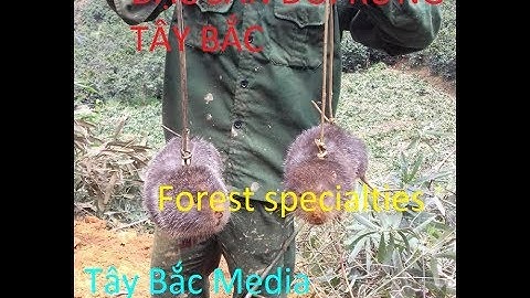 Đặc Sản Thịt Dúi/ meat specialties /đặc sản dân tộc tây bắc?nhip song tay bac/Tây Bắc Media