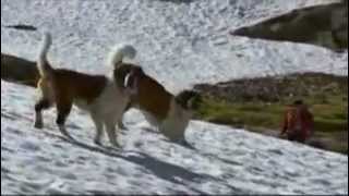 dogs 101- saint bernard.mp4 by Puppies inchennai 822 views 12 years ago 4 minutes, 48 seconds