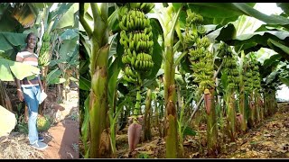 HOW TO PROPERLLY TREAT YOUR PLANTAINS SOCKERS BEFORE PLANTING