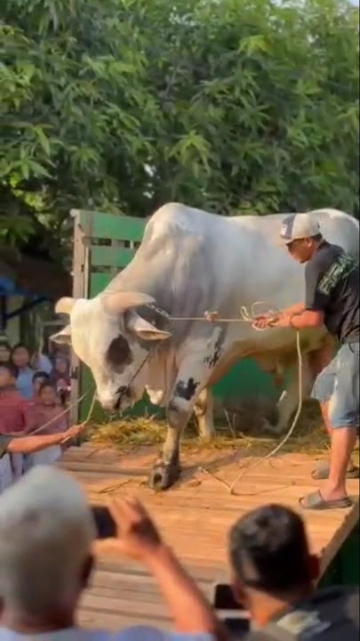 SAPI QURBAN TERBESAR 2025 🔥‼️ #shorts