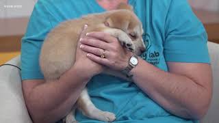 Furry Friends Friday: Lucky Lab Rescue