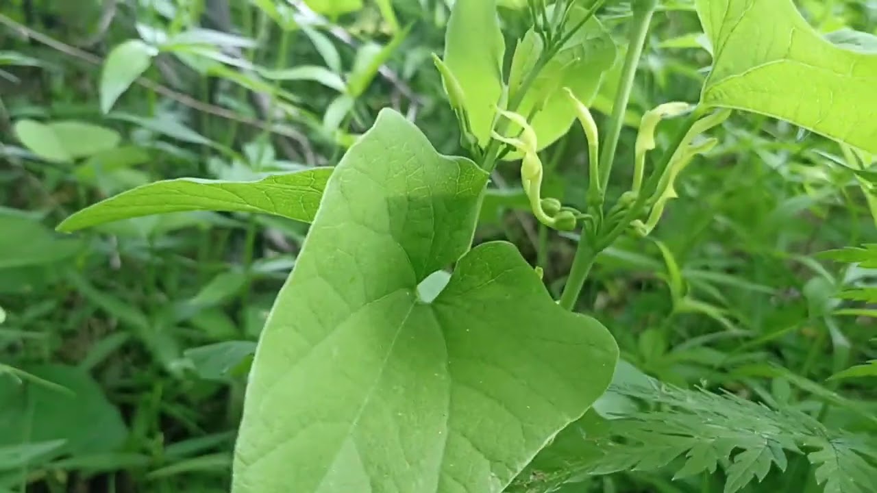 Кирказон ломоносовидный. Знакомимся с ядовитыми травами.