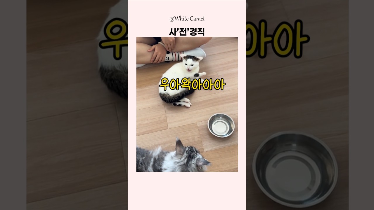 사 '전' 경직