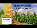 compartilhando a boa semente - Marcelo Vasconcelos