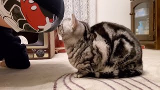 I F〇Rt In Front Of My Cat.