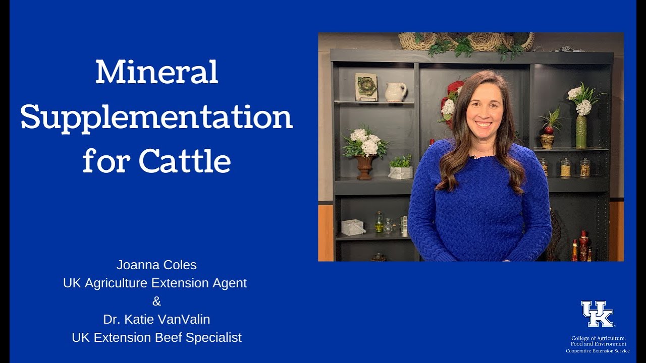 Mineral Supplementation for Cattle YouTube