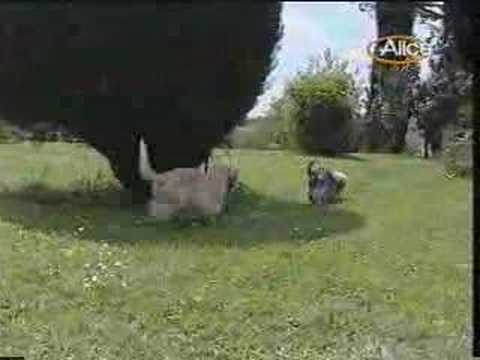 Video: Dandie Dinmont Terrier Cane Di Razza Ipoallergenico, Salute E Durata Della Vita