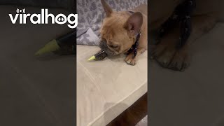 Frenchie Tries To Be An Artist || Viralhog