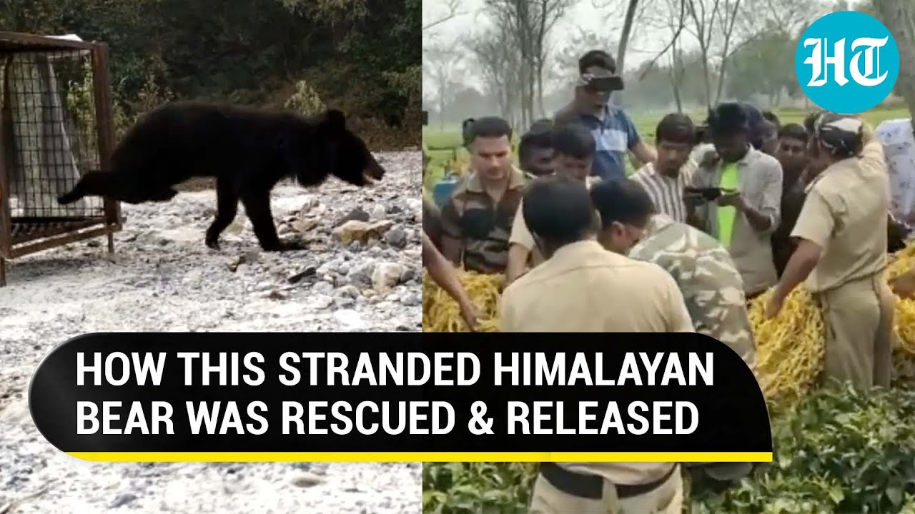 Watch: Himalayan Black Bear rescued & released in natural habitat; Netizens laud forest officials
