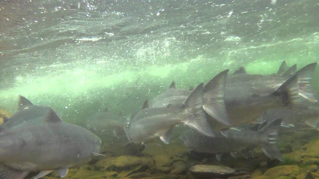 Russian River Early Sockeye Run Prospects - 2014 Season