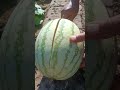 Creative Watermelon Cutting Techniques 🍉 | Beautiful Fruit Decoration #watermelon #cuttingart