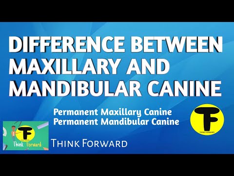 Video: Perbezaan Antara Canine Maxillary Dan Mandibular