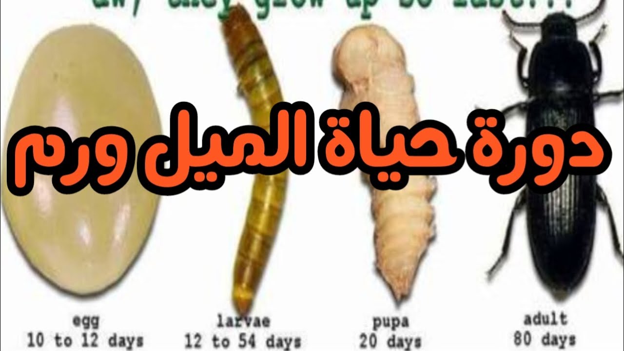 #دورة_ حياة الميل ورم #ومراحل# الاعمار المختلفة