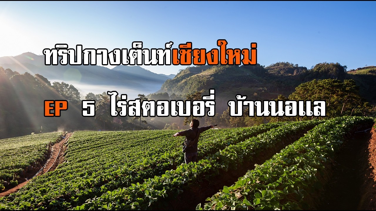 คนป่าพาไป ทริปกางเต็นท์ เที่ยวเชียงใหม่ EP 5 ไร่สตอเบอรี่บ้านนอเเล ม่อนสน สวนส้มชไมพร ดอยอ่างขาง