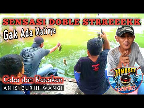 Umpan Ikan Mas Terbaru || Amis Wangi Gurih || Umpan Jambret 🎣🎣