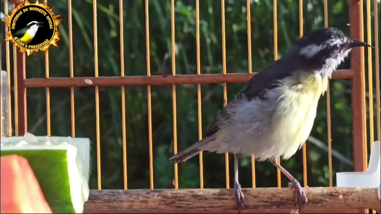 SIBITE FÊMEA CHAMANDO MUITO VAI DEIXAR SEU SIBITE FOGOSO