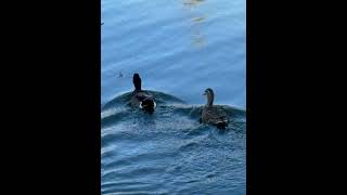 ARTICLE CXXX — Effondrement Mental (Mental Collapse) #newmusic #song