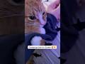 Gareth loves chomping time 🦁🧡 #cats #animallovers #silly #cat #kitty #cutecat #funny #catvideos
