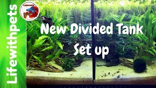 New Divided Tank Betta Fish Set Up