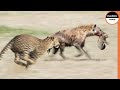 Mama Leopard Fearlessly Attacked Hyena To Protect Her Cub