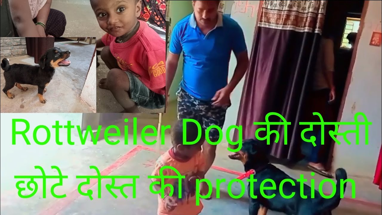 Rottweiler Dog ki dosti protection for kids दोनो की दोस्ती देख कर आप ...