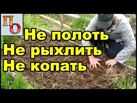 Самый лучший способ посева гороха. Как не полоть горох.