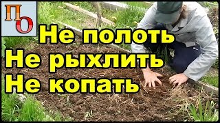 Самый лучший способ посева гороха. Как не полоть горох.