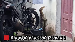 Biawak Masuk Rumah, Waspada Cuaca Ekstrim Di Pekanbaru