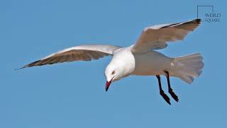 Interesting facts about silver gull by weird square