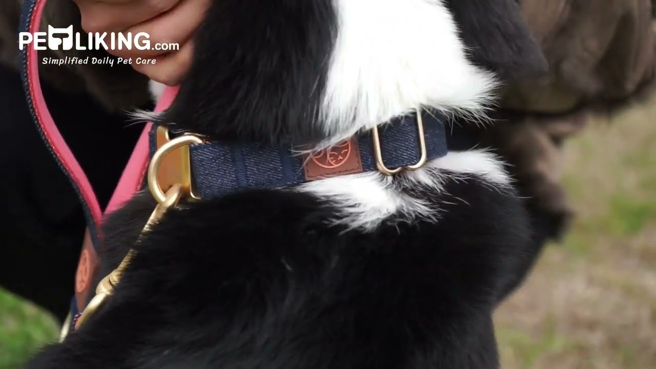 Happy Dog Featuring Denim Collar by Petliking!