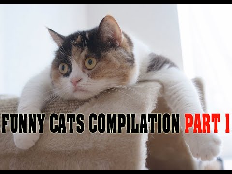 Funny cats compilation 2015 Part 1 - Funny Animal Video - Most Ever ...