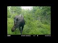 Cow Moose. 6/8/2026 #wildlife #wildlifelovers #naturelovers #naturelovers #moose #mountains