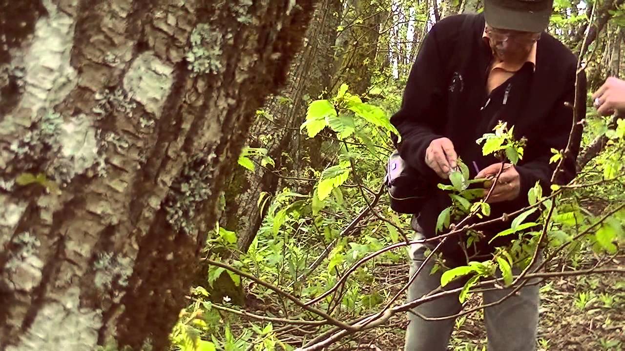 PARCO ANTOLA - Video lancio Torymus sinensis, antagonista Cinipide del castagno