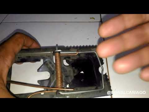 Video: Bagaimana cara memasang perangkap tikus logam?