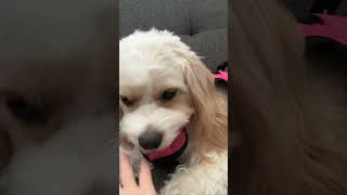 Celebrity You guys like￼ nala so here you go #Nala #puppy #cute￼ Profile