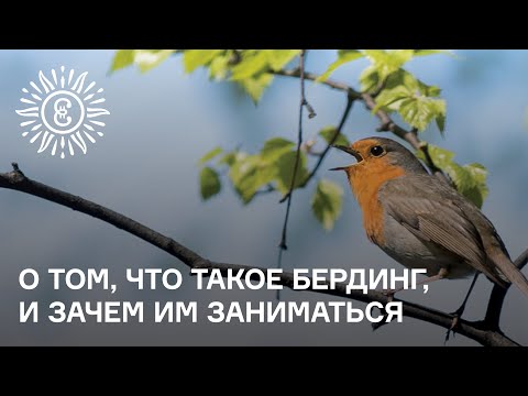 «Что такое спортивная орнитология (бёрдинг) и зачем им заниматься»