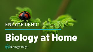 Biology at Home: Catalase Enzyme Demo