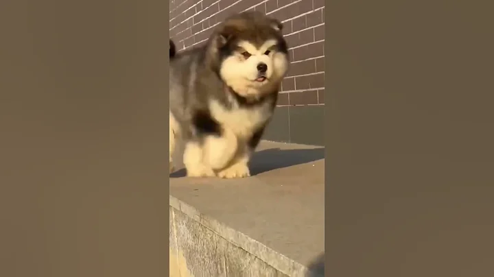 Alaskan malamute puppy ❤️ | Alaskan malamute | shorts - DayDayNews