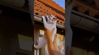 kucing hampir jatuh!!! #shortvideo #funny #lucu #trendingshorts #comedy