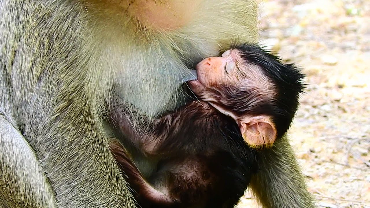 Pity Poor Baby monkey Clora  Big Red ants bite full on Face