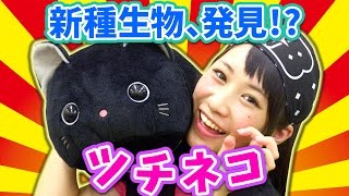 【クレーンゲーム】ツチノコ＋ねこ＝ツチネコ!? 巨大ぬいぐるみ攻略!!
