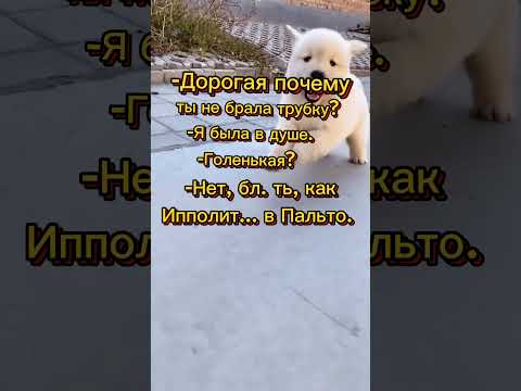 Смешной анекдот. Голенькая? #анекдот #юмор #shorts #шутки #прикол #смех #ржака