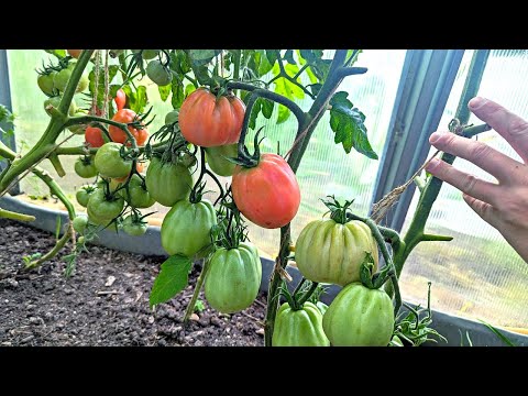 Эти помидоры буду сажать в 2024 году точно! Урожай шикарный в любую погоду, плоды крупные сладкие.