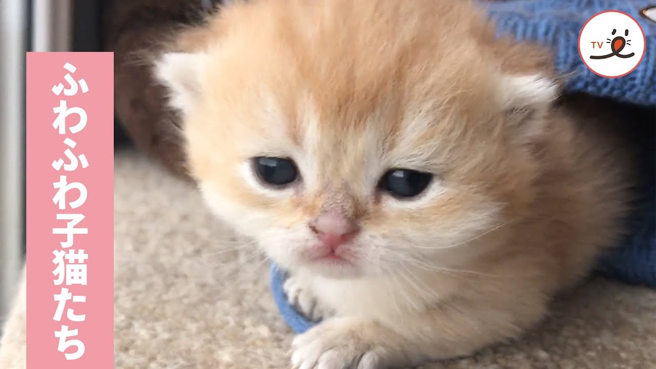 ふわふわに癒やされる 可愛い子猫たち Peco Tv Youtube