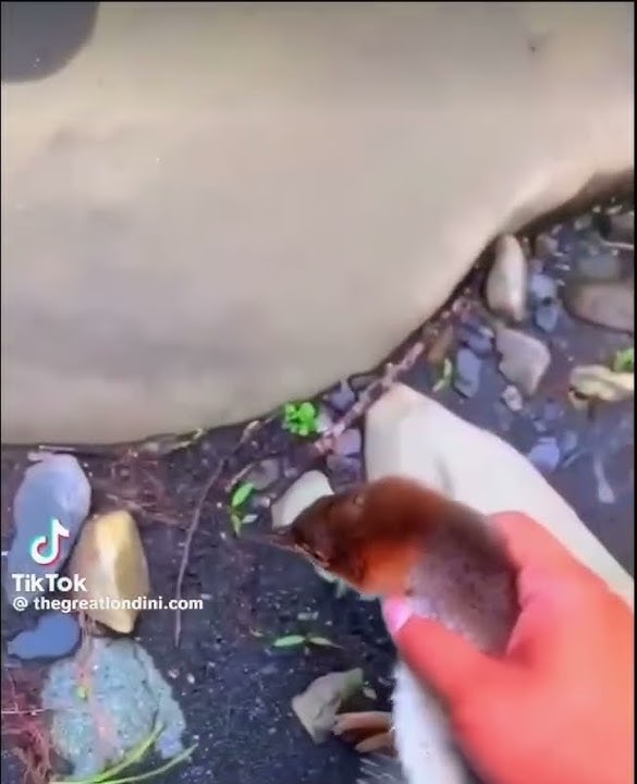 My Pet Duck Adam Going For His First Swim