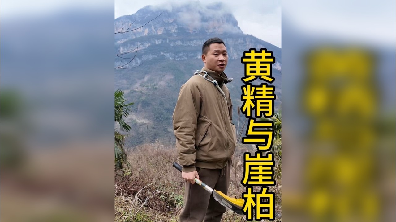 黄精崖柏 今天带大家看植物界的活化石，顺便看看冬季可食用植物