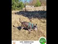 KRECIK 1 #fundacja #adopcja #pomoc