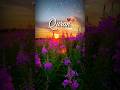 Al Quran Translation Urdu | Surah Translation #shorts #viral #quran