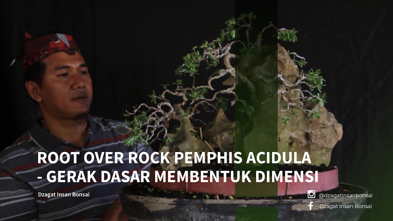 ROOT OVER ROCK PEMPHIS ACIDULA - GERAK DASAR MEMBENTUK DIMENSI BONSAI
